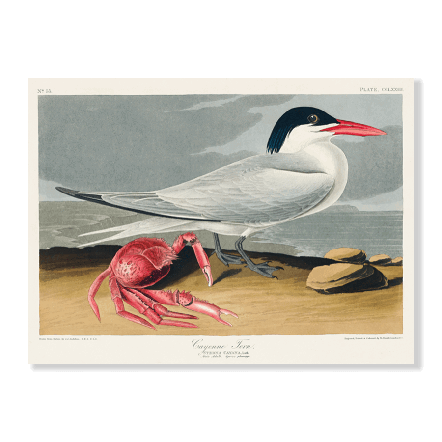 John James Audubon: "Cayenne Tern" - Jasper & Jute