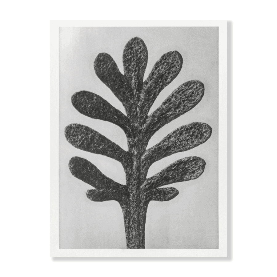 Karl Blossfeldt: "Achillea Umbellata (Yarrow)" - Jasper & Jute