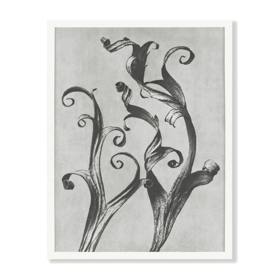 Karl Blossfeldt: "Delphinium (Larkspur Leaves)" - Jasper & Jute