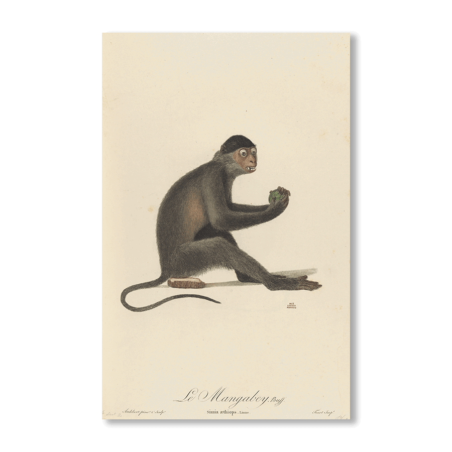 Le Mangabey - Jasper & Jute