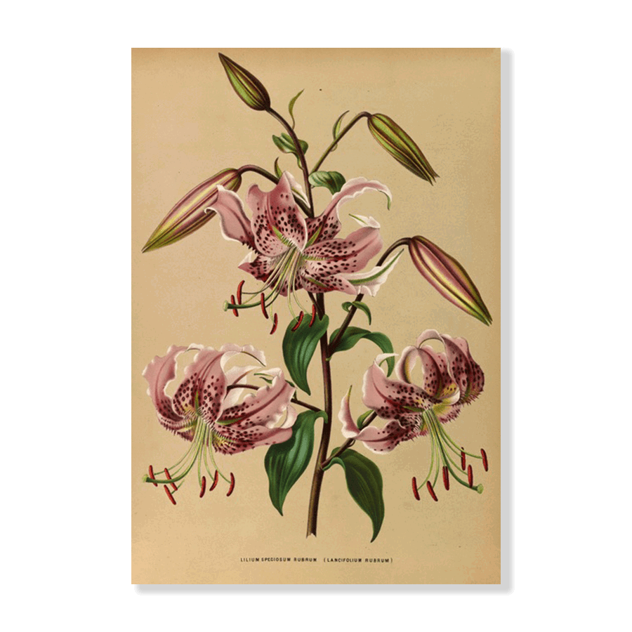 Lilium Speciosum Rubrum (1872-1881) - Jasper & Jute