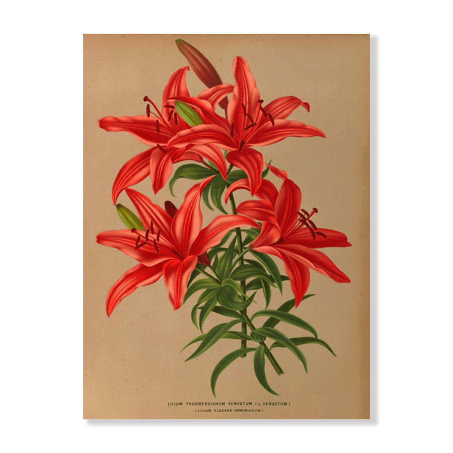 Lilium Thunbergianum Venustum (1872-1881) - Jasper & Jute