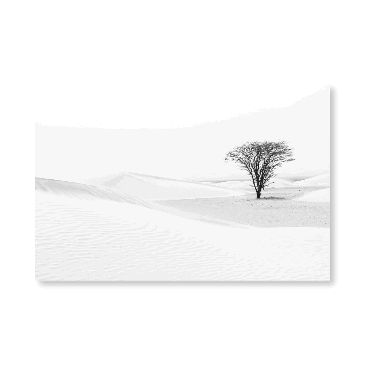 Lonely Tree In The Desert - Jasper & Jute