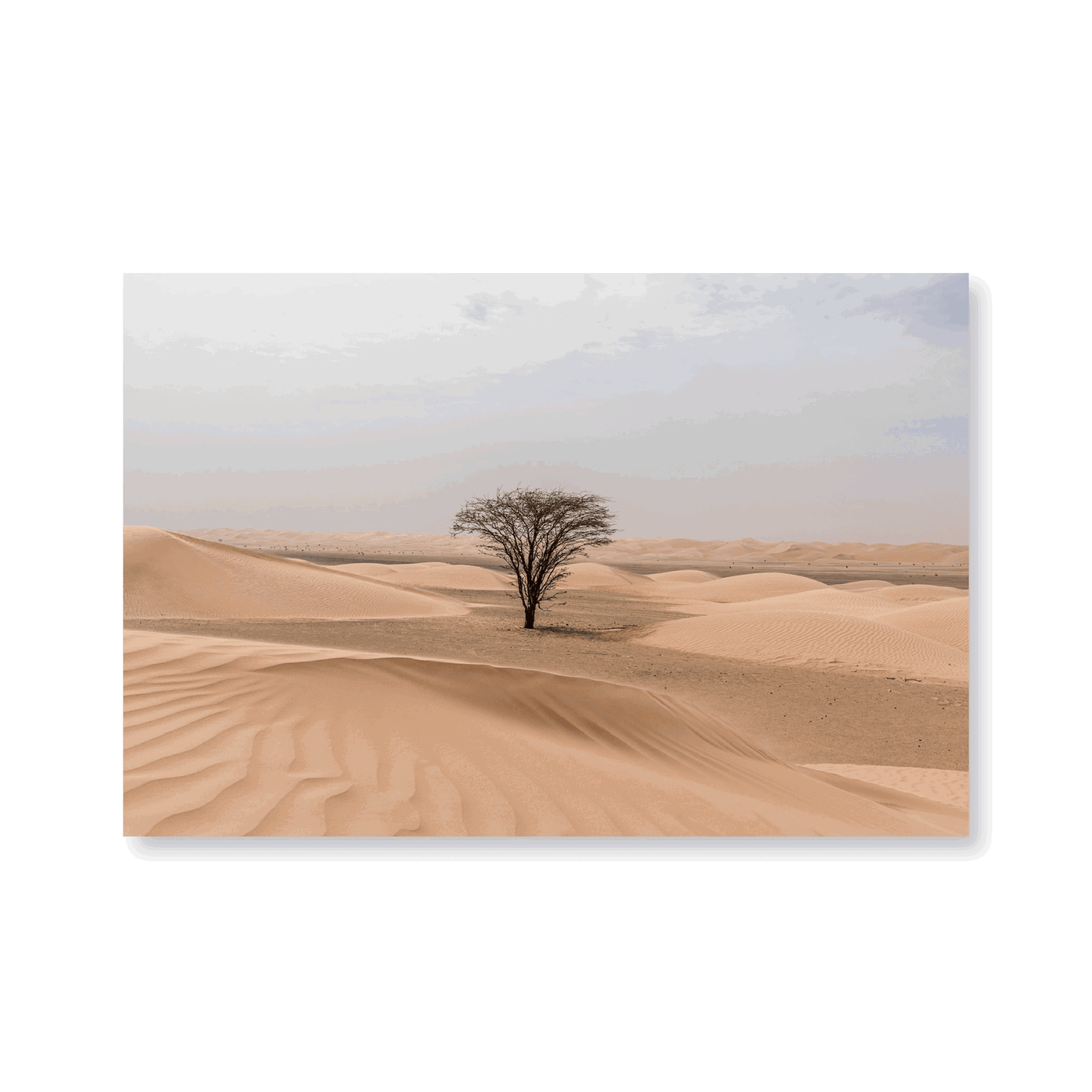 Lonely Tree In The Sahara - Jasper & Jute