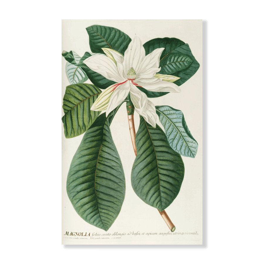 Magnolia III (1750-1773) - Jasper & Jute