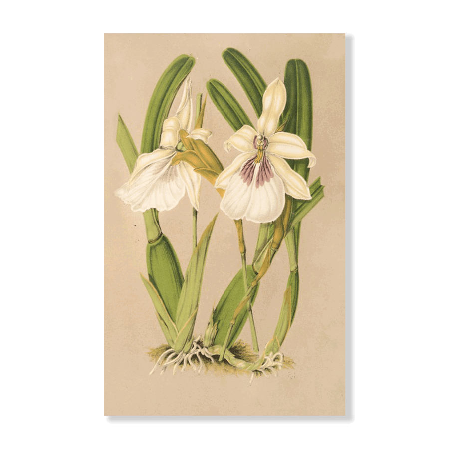 Miltonia Spectabilis, var. Virginalis (1854-1896) - Jasper & Jute