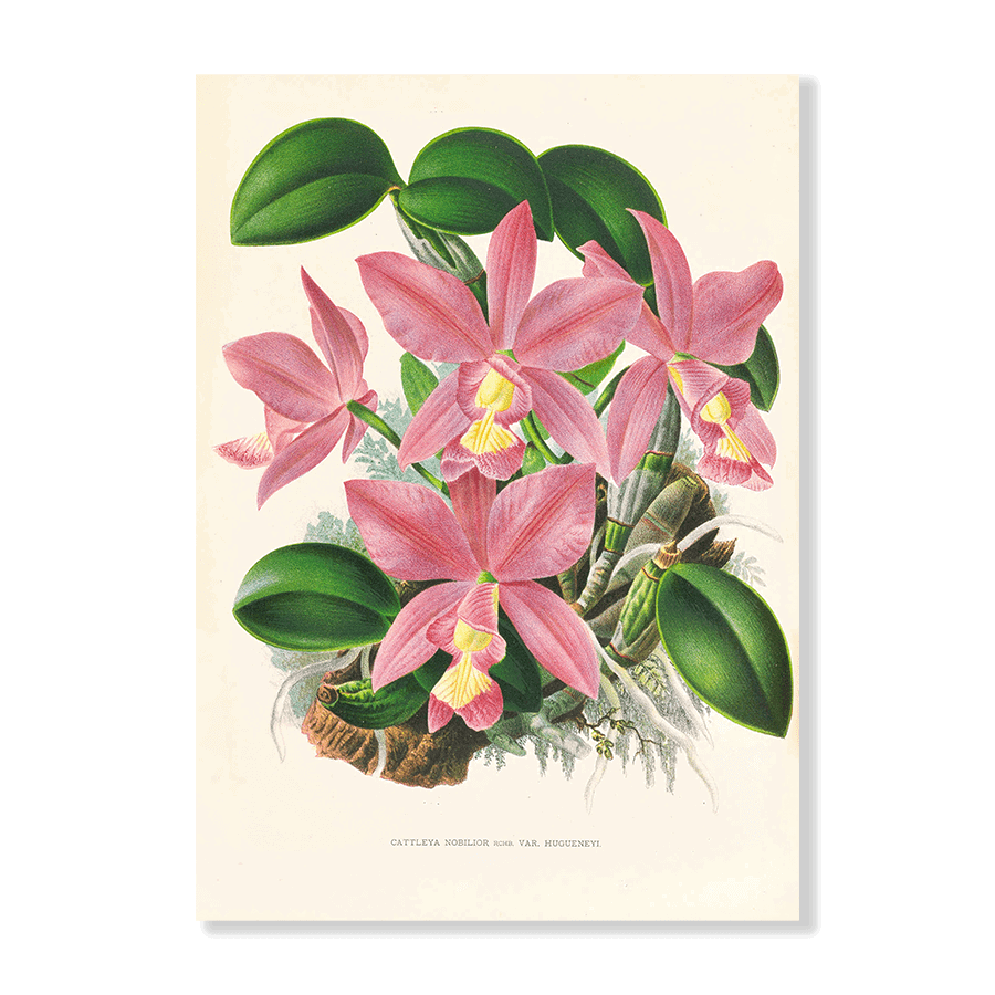 Orchid: Cattleya Nobilior - Jasper & Jute