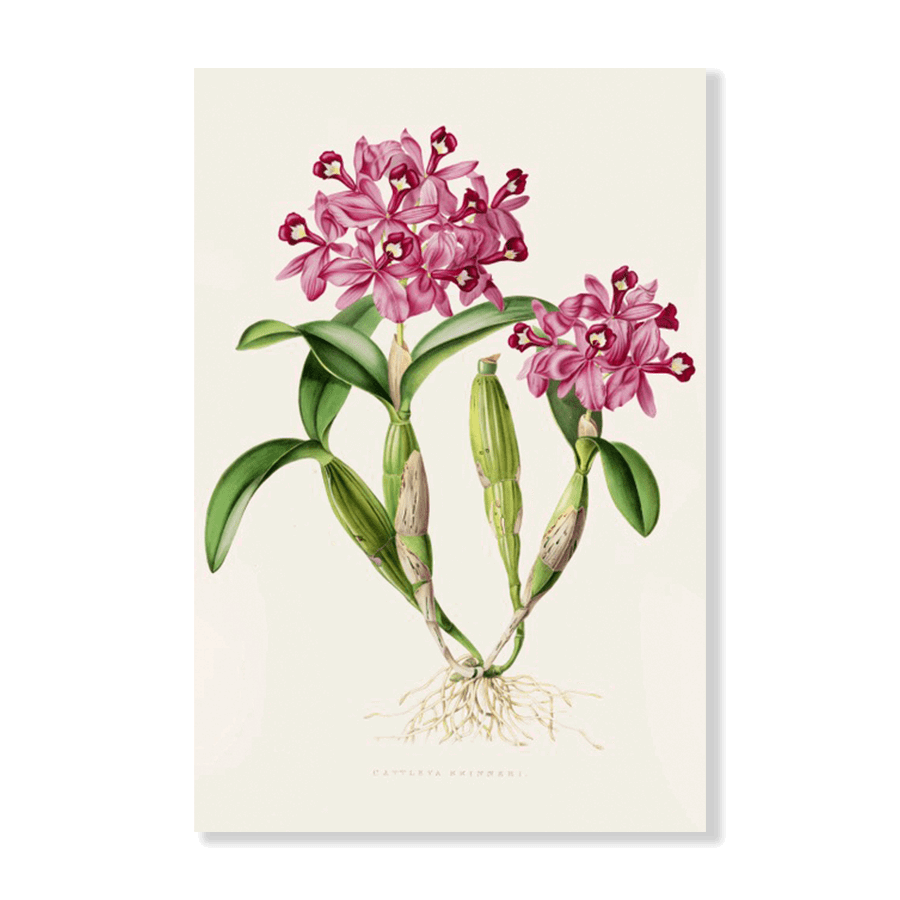 Orchid: Cattleya Skinneri (1837-1843) - Jasper & Jute