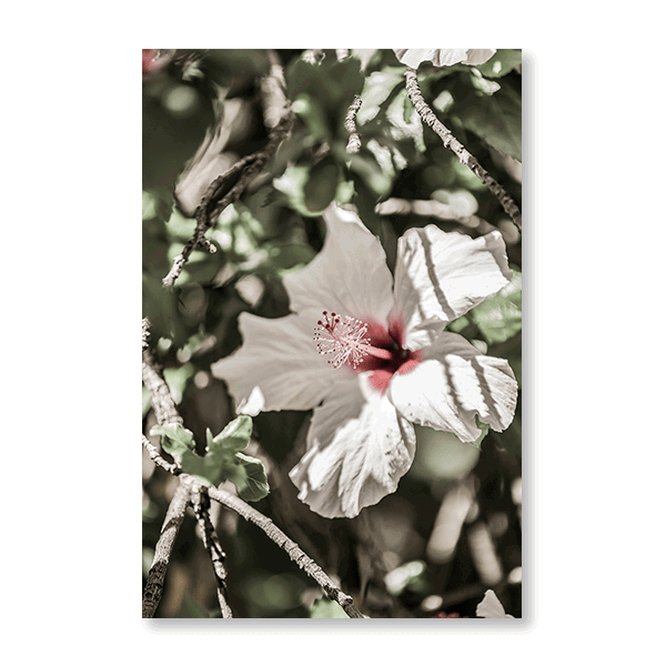 Pale Pink Hibiscus - Jasper & Jute