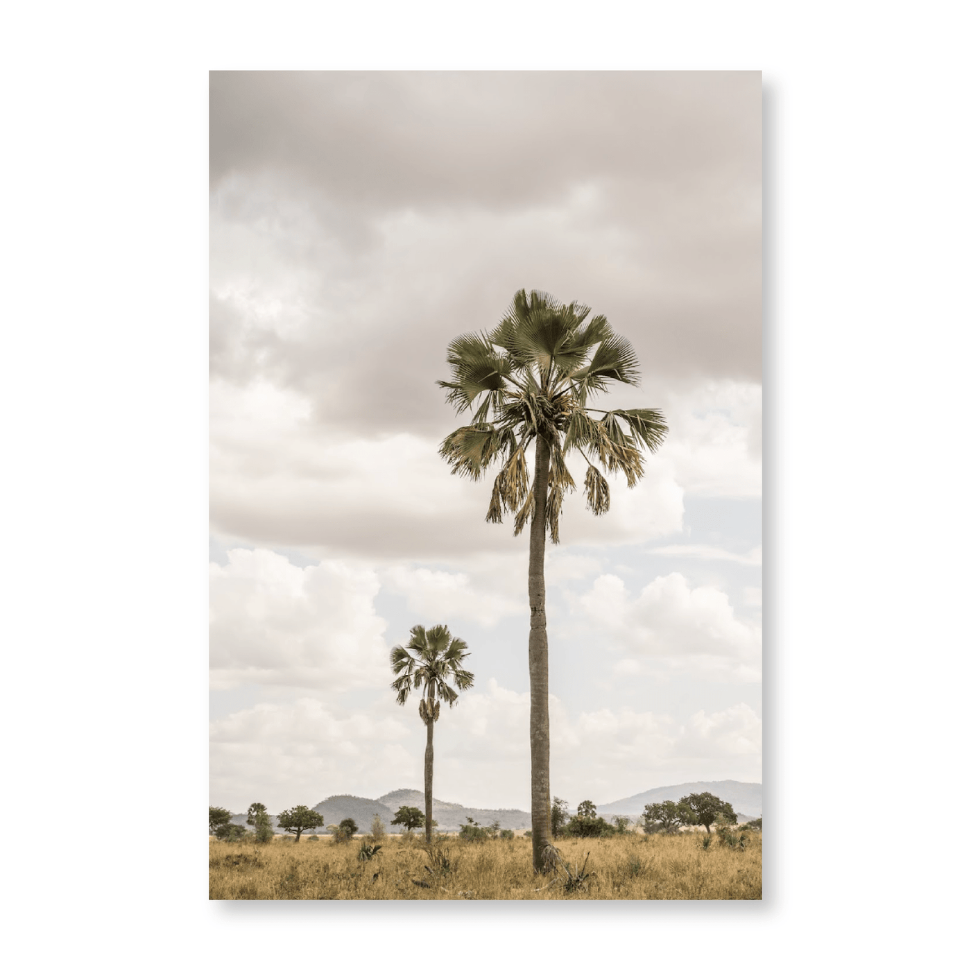 Palm Trees In Kidepo Park - Jasper & Jute