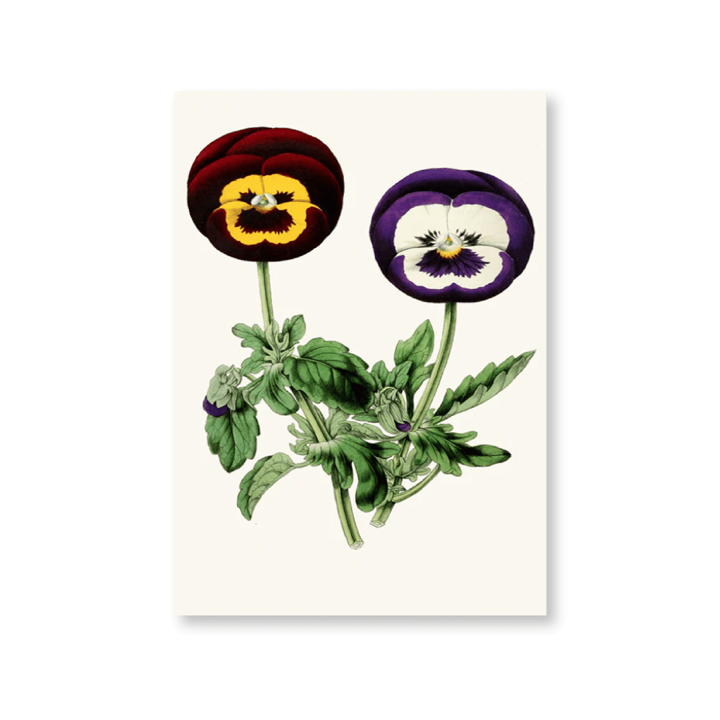 Pansies - Jasper & Jute