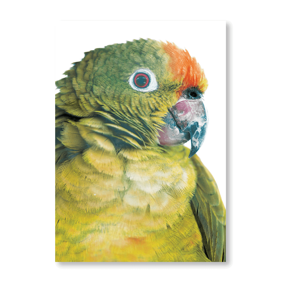 Parrot - Jasper & Jute