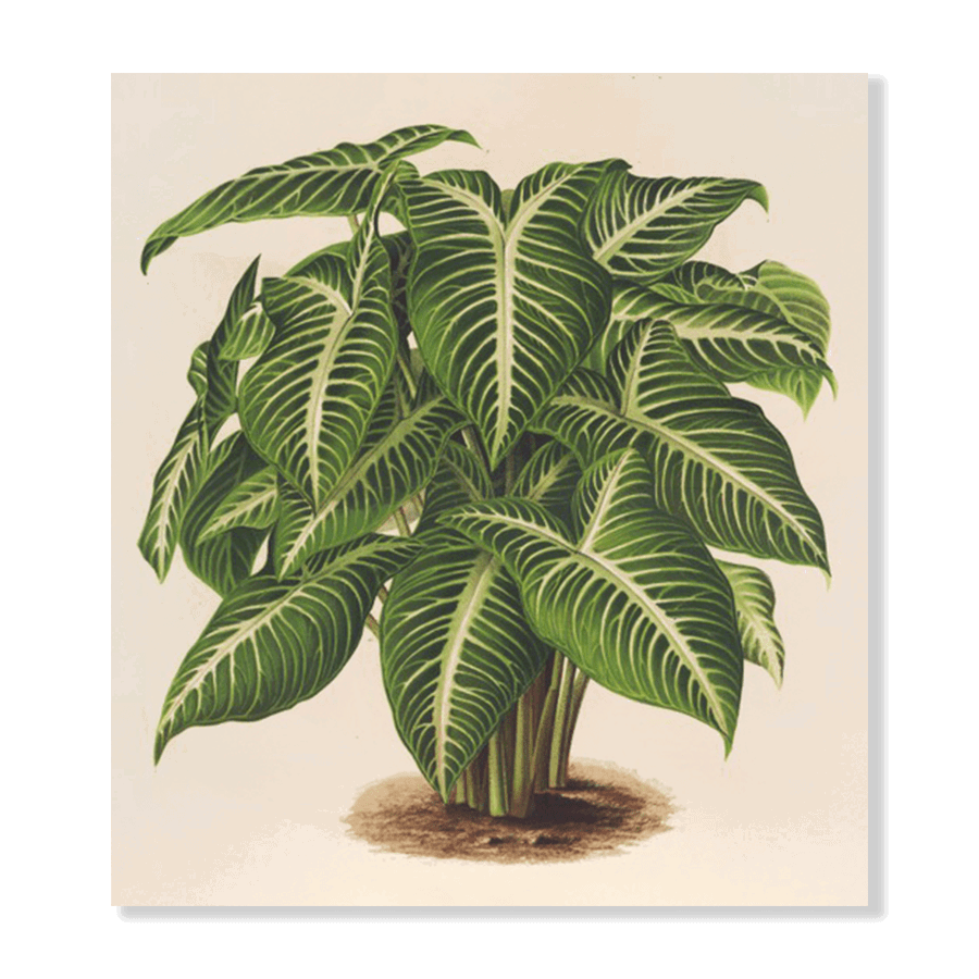 Phyllotoenium Lindeni (1854-1896) - Jasper & Jute