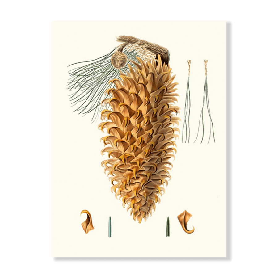 Pinus Coulteri (1837) - Jasper & Jute