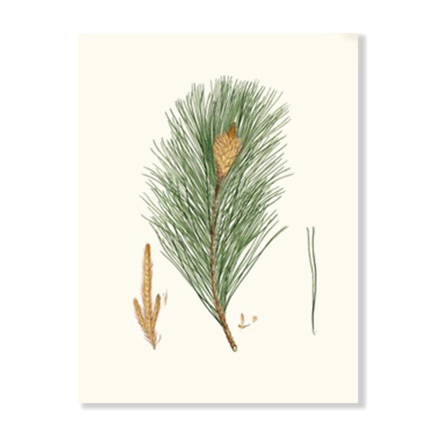 Pinus Massoniana (1837) - Jasper & Jute