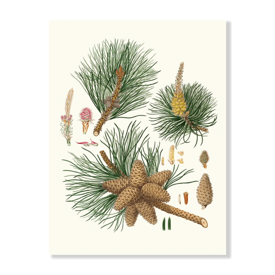 Pinus Rigida (1837) - Jasper & Jute