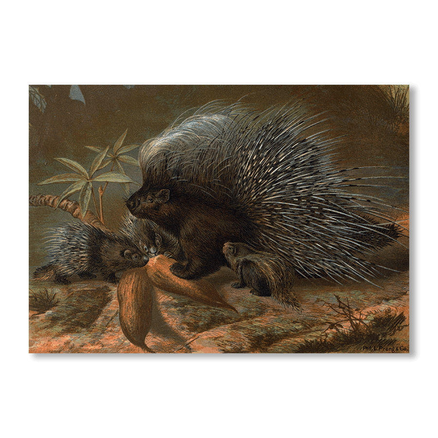 Porcupine - Jasper & Jute