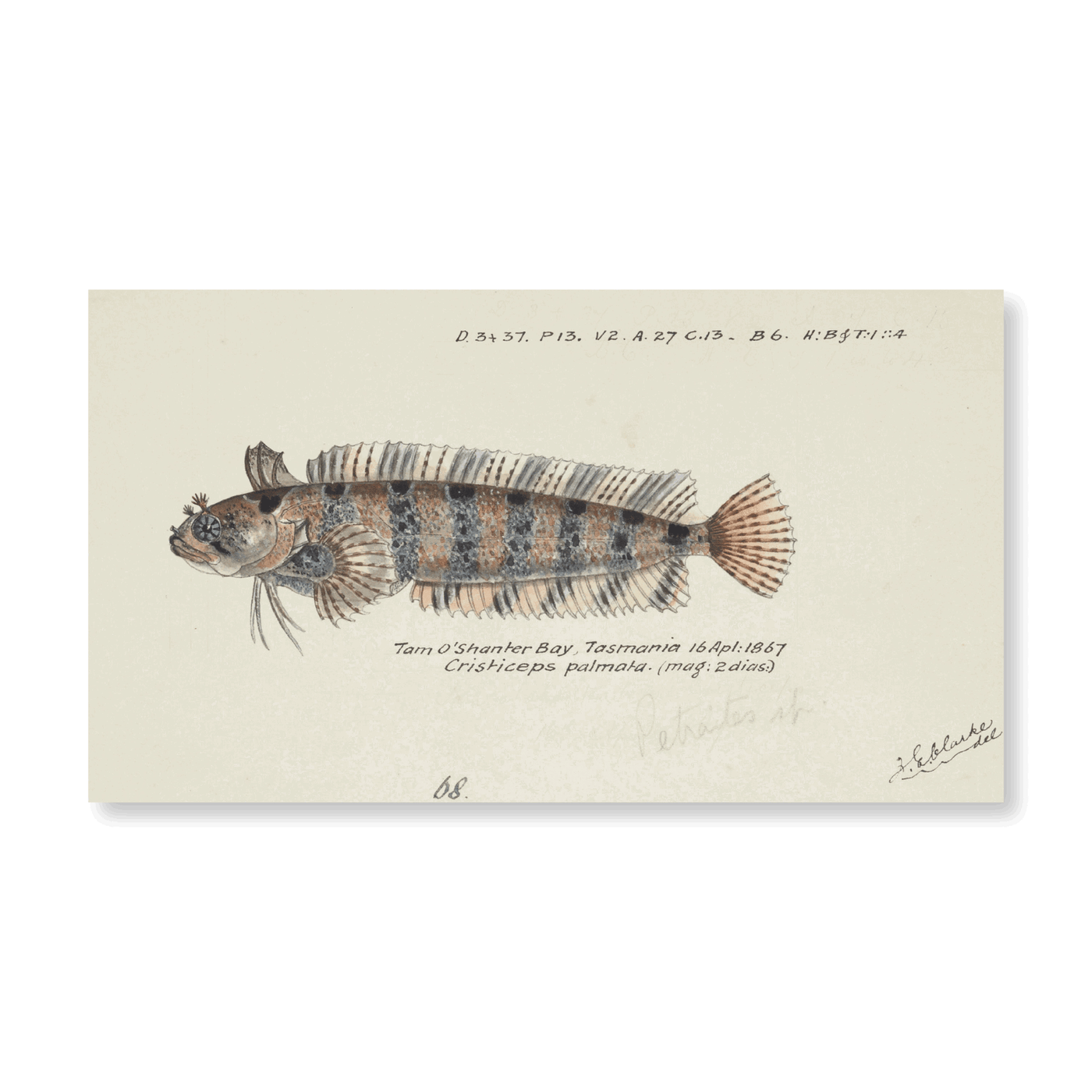 Possibly Heteroclinus (1867) - Jasper & Jute