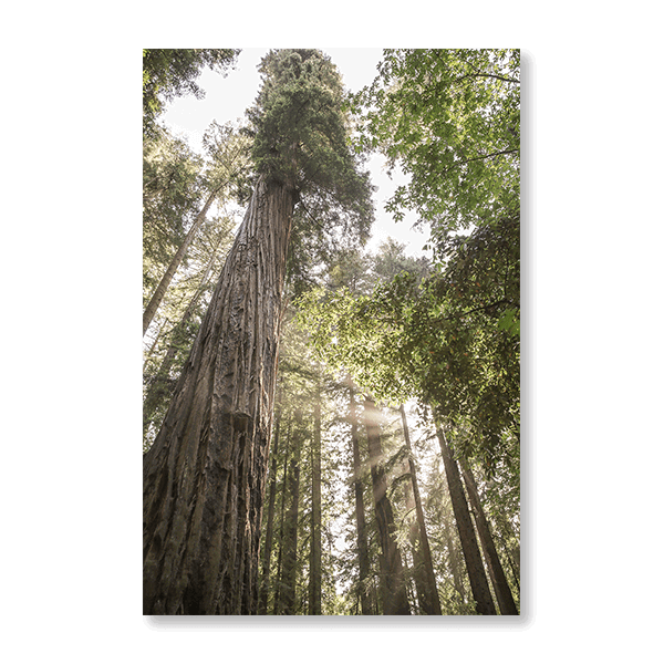 Redwoods - Jasper & Jute