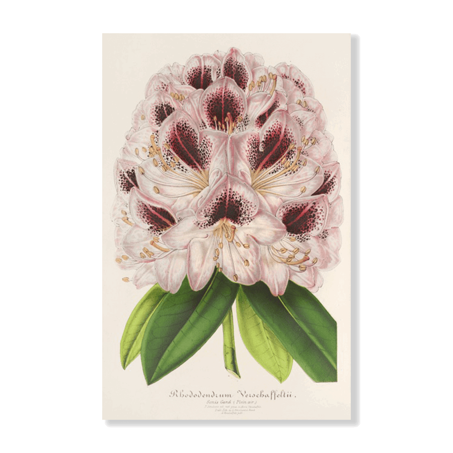 Rhododendrum Verschaffeltii (1854-1896) - Jasper & Jute