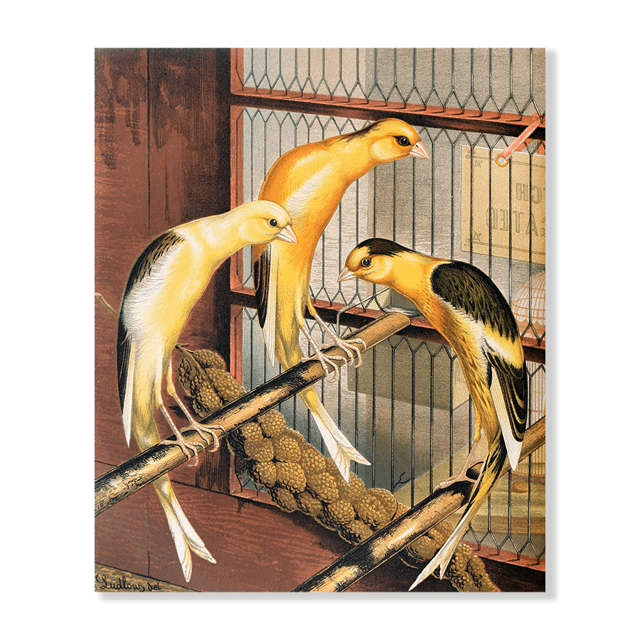 Scotch Fancy Canaries, Piebald - Jasper & Jute