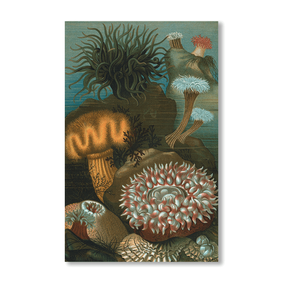 Sea-Anemones - Jasper & Jute