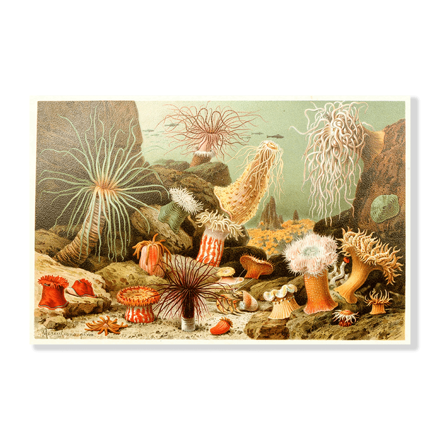 Sea Anemones - Jasper & Jute