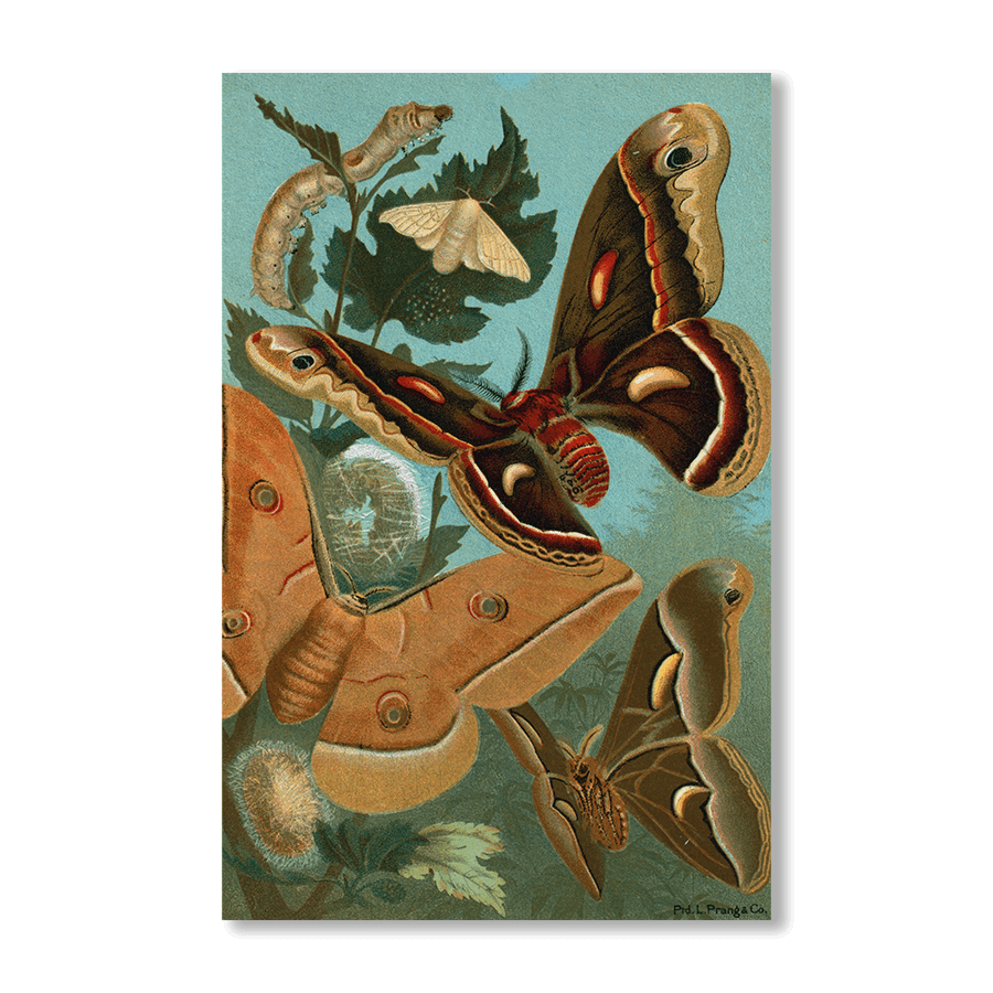 Silk-worm and Moths - Jasper & Jute