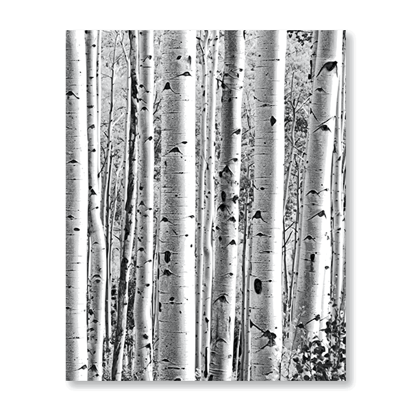 Silver Birches - Jasper & Jute