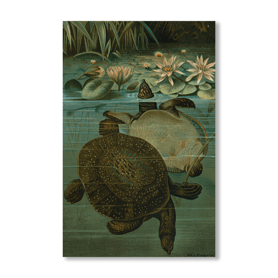 Soft Turtles - Jasper & Jute