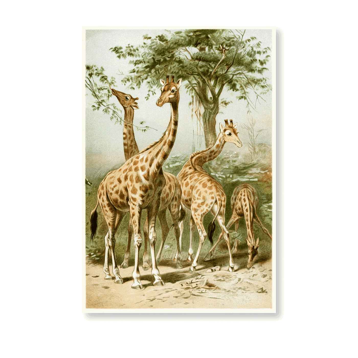 South African Giraffes - Jasper & Jute