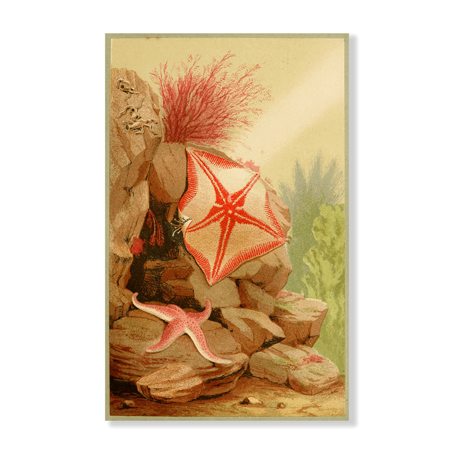 Star Fish - Jasper & Jute