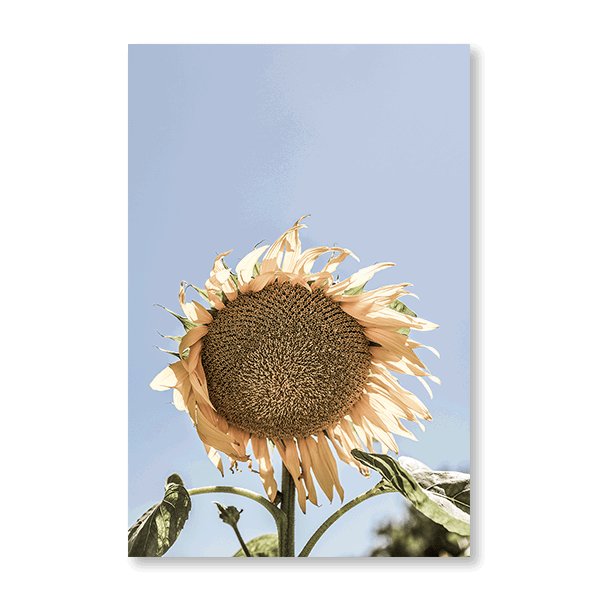 Sunny Bloom - Jasper & Jute