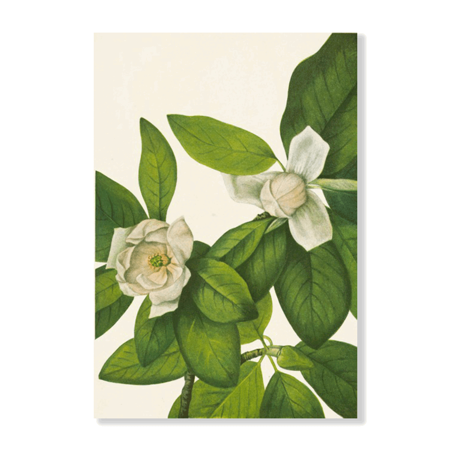 Sweetbay. Magnolia Virginiana (1925) - Jasper & Jute