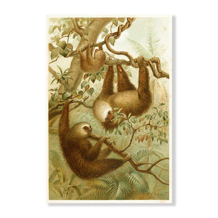 The Two-Toed Sloth