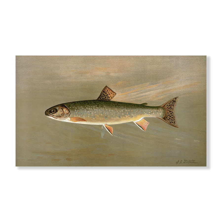 The American Brook Trout - Jasper & Jute