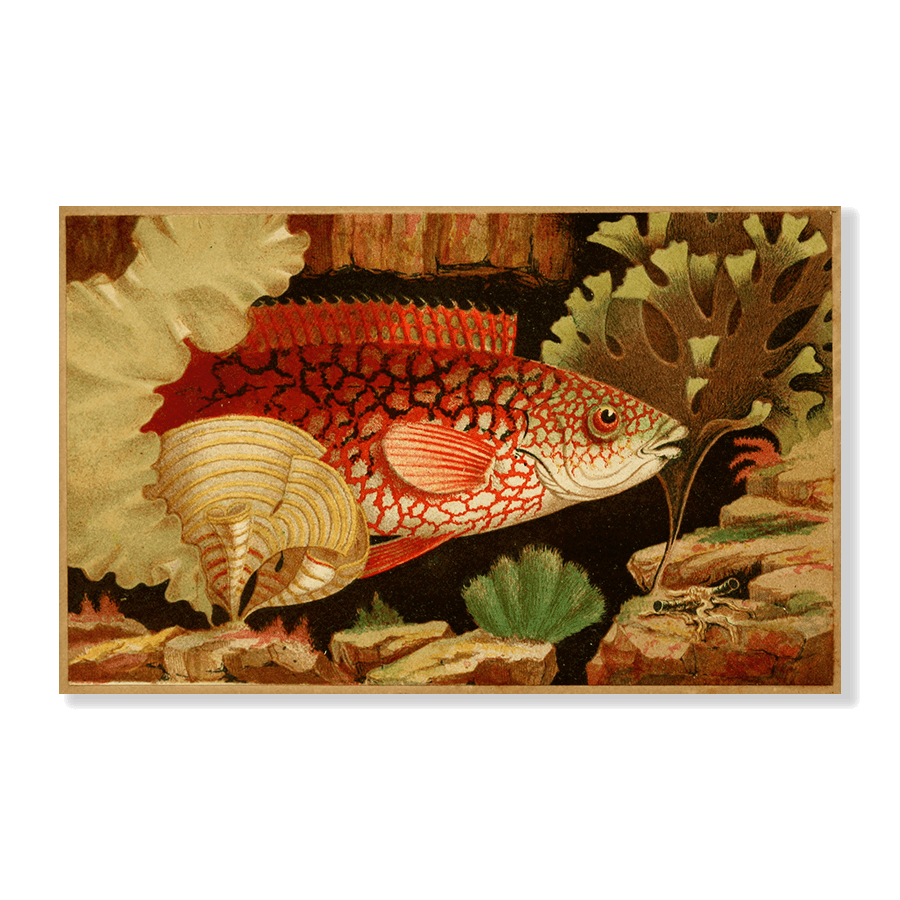 The Ancient Wrasse - Jasper & Jute