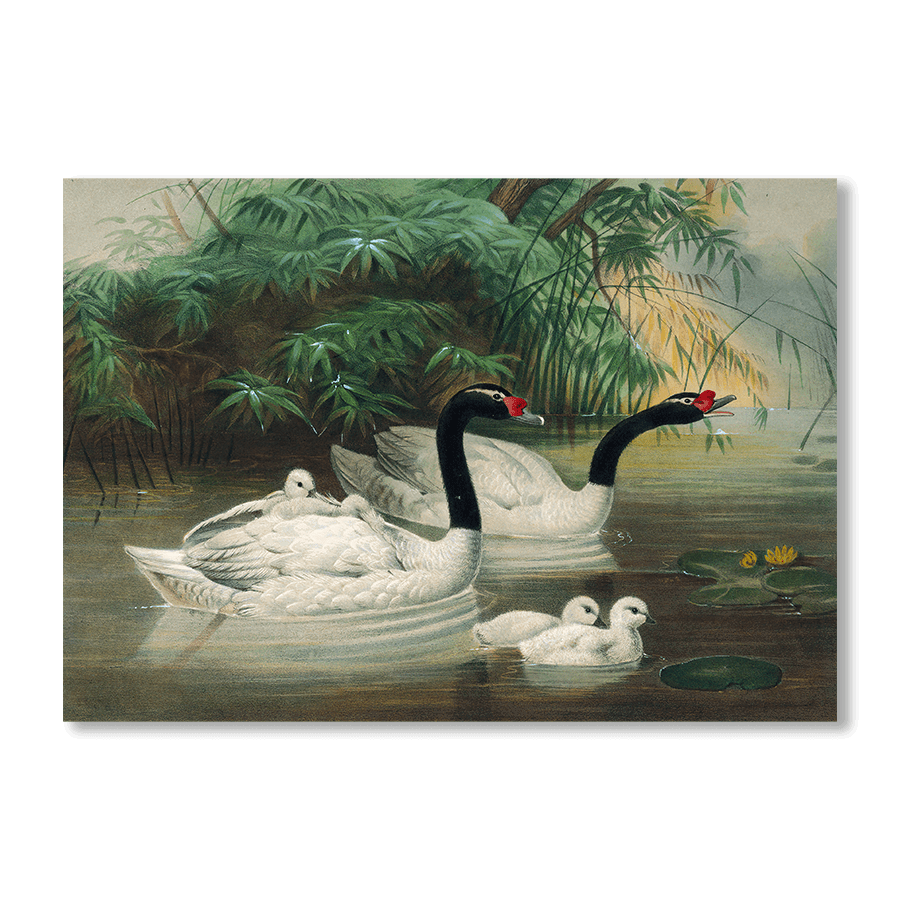 The Black-Necked Swan - Jasper & Jute