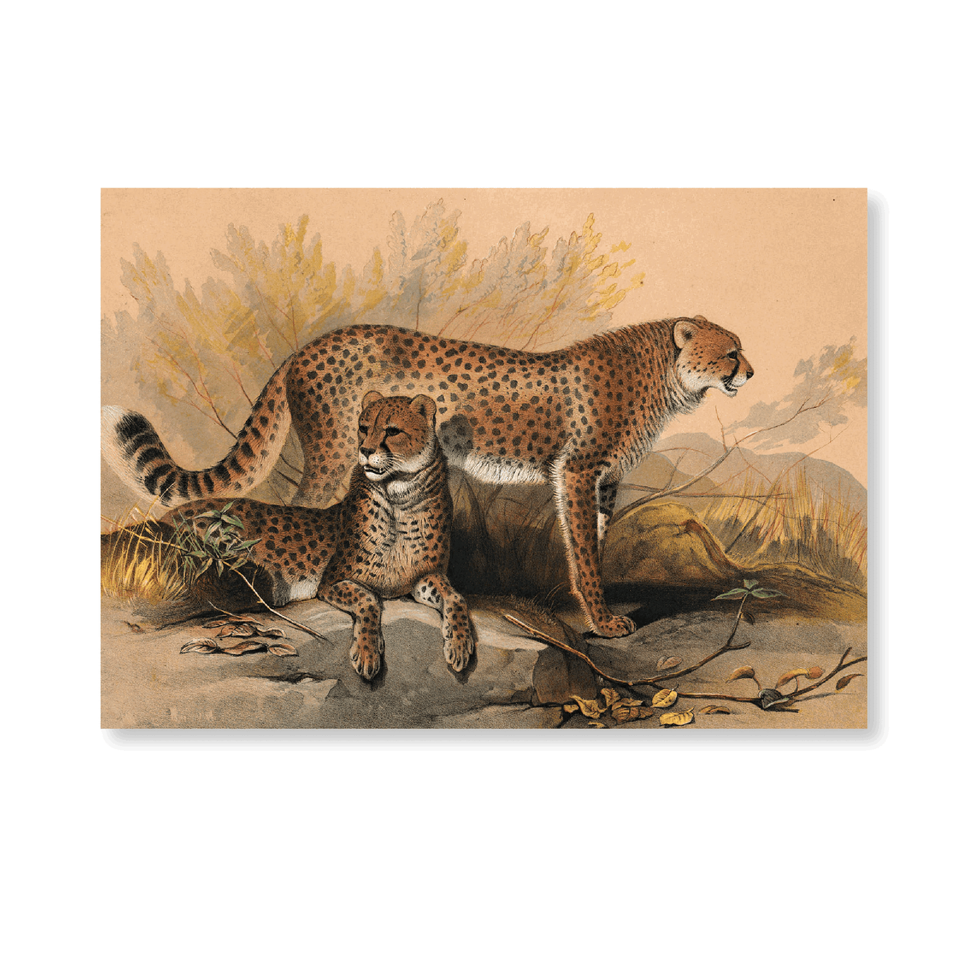 The Cheetah - Jasper & Jute