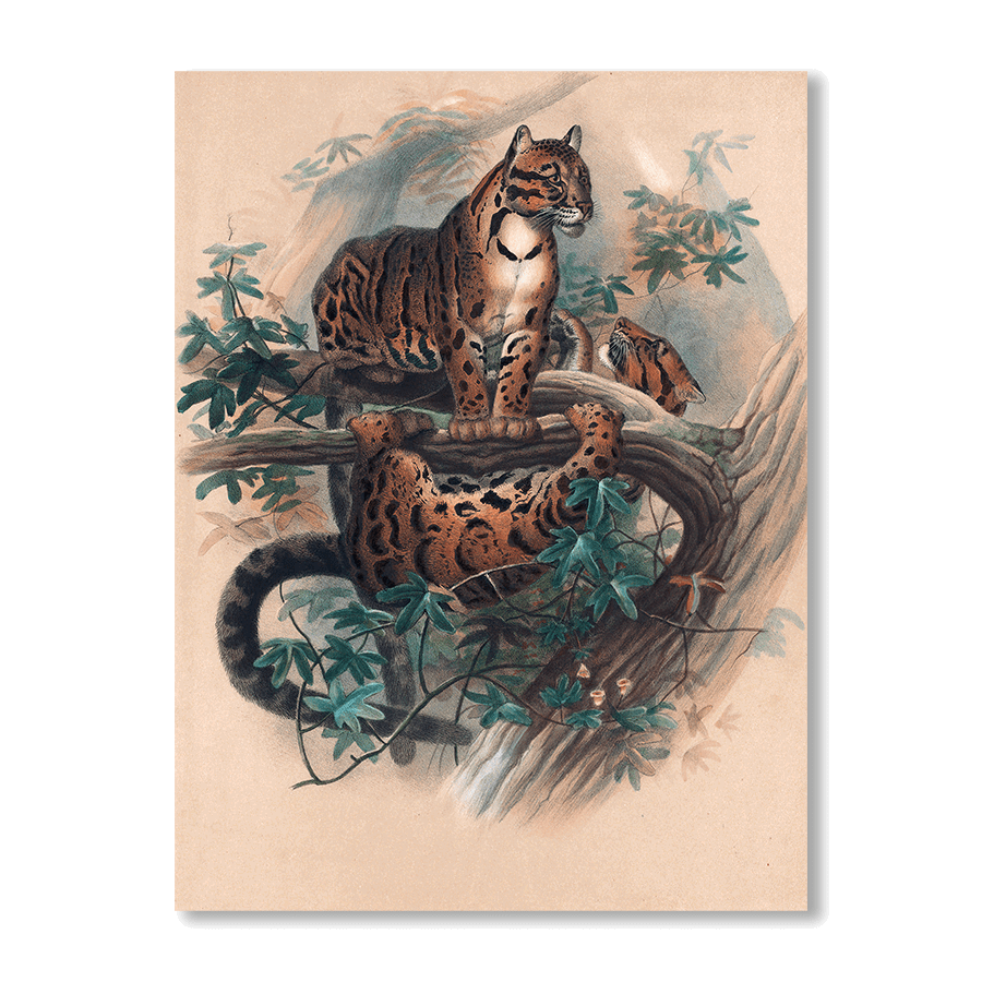 The Clouded Tiger - Jasper & Jute