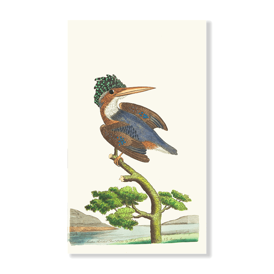 The Crested Kingfisher - Jasper & Jute