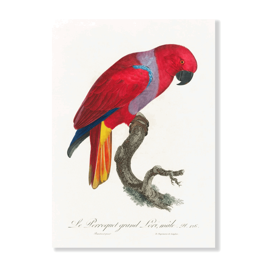 The Eclectus Parrot - Jasper & Jute