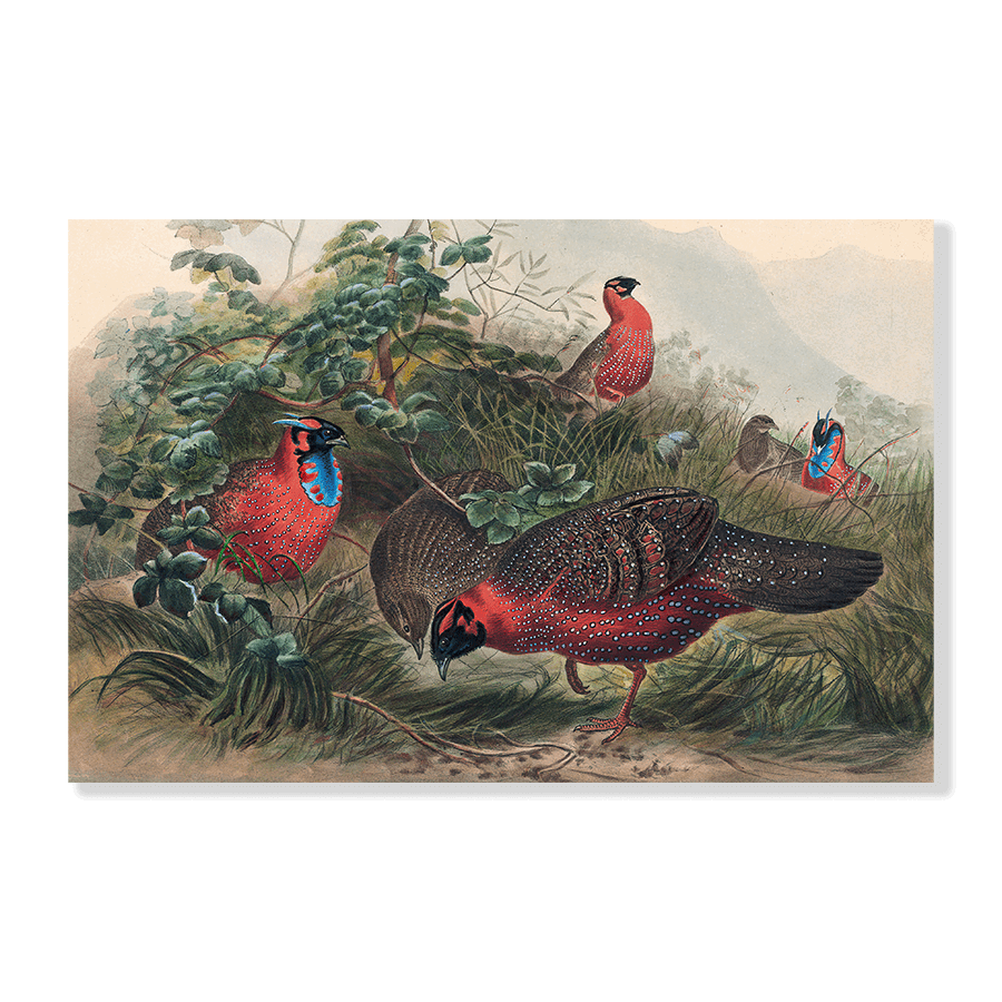 The Horned Tragopan - Jasper & Jute