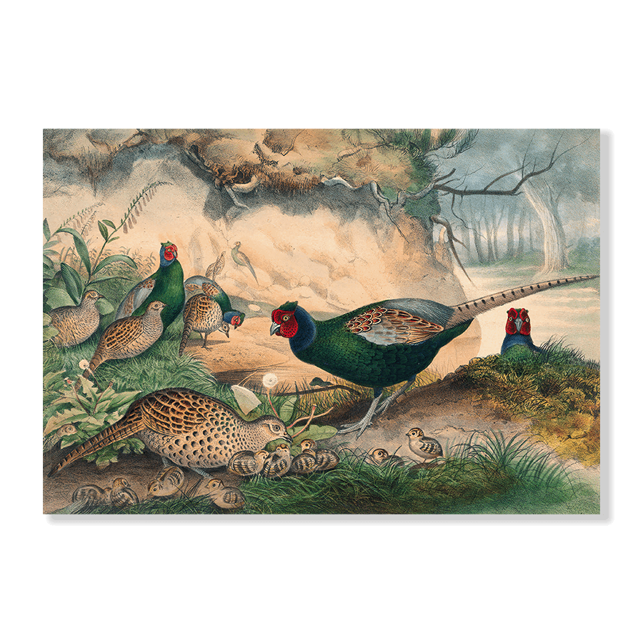 The Japan Pheasant - Jasper & Jute