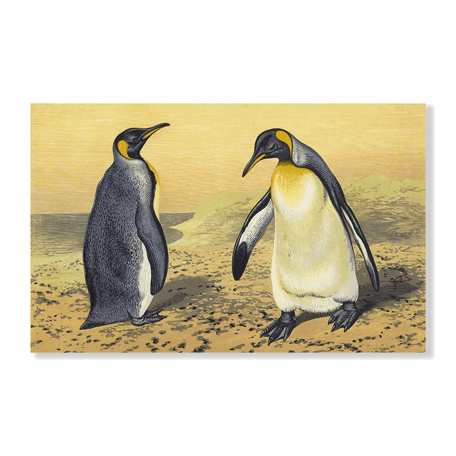 The King Penguin - Jasper & Jute