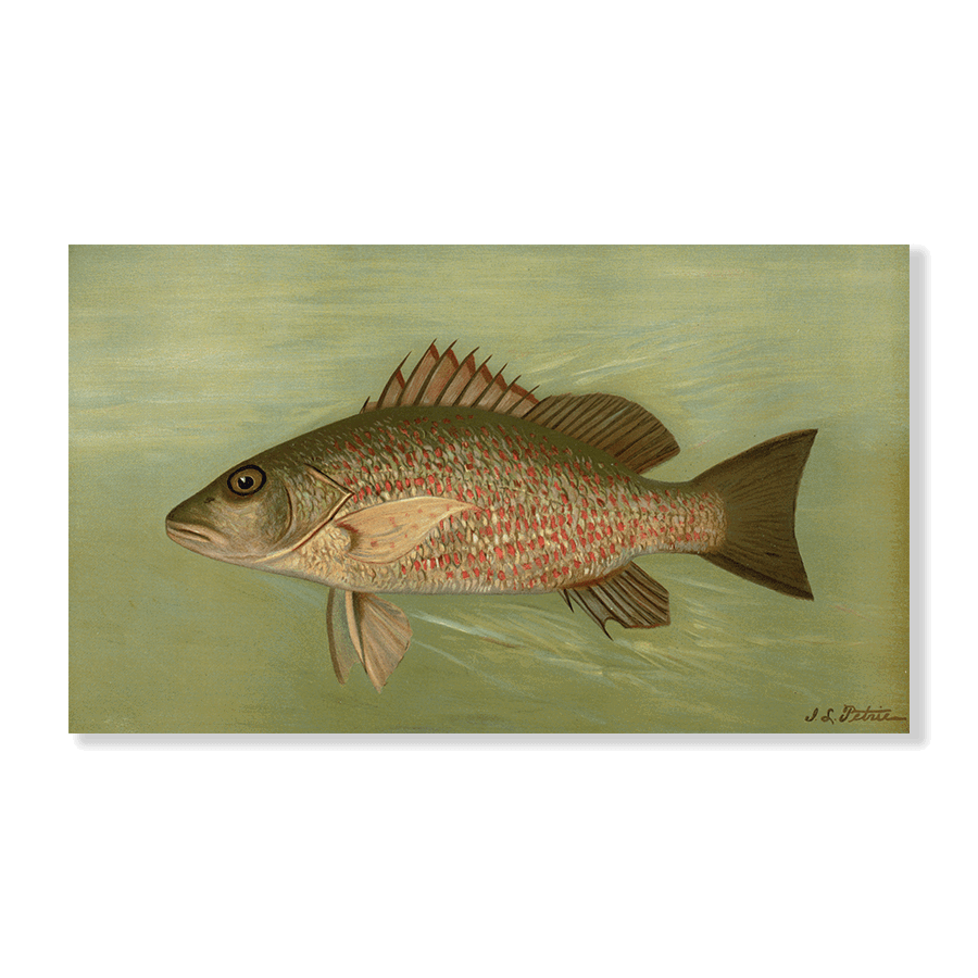 The Mangrove Snapper - Jasper & Jute