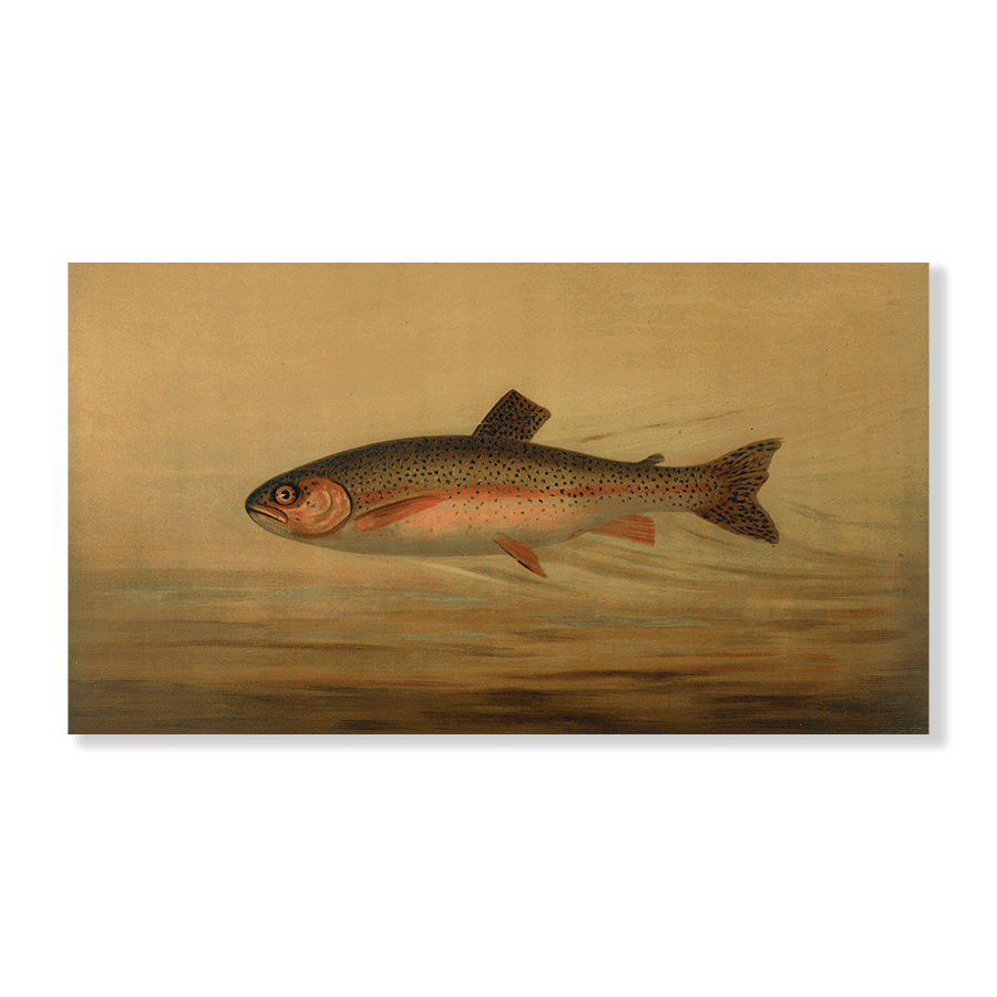 The Rainbow Trout - Jasper & Jute