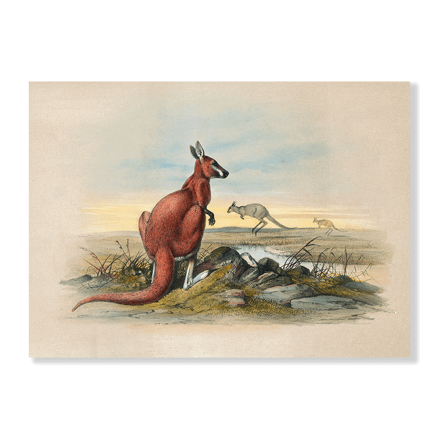 The Red Kangaroo - Jasper & Jute