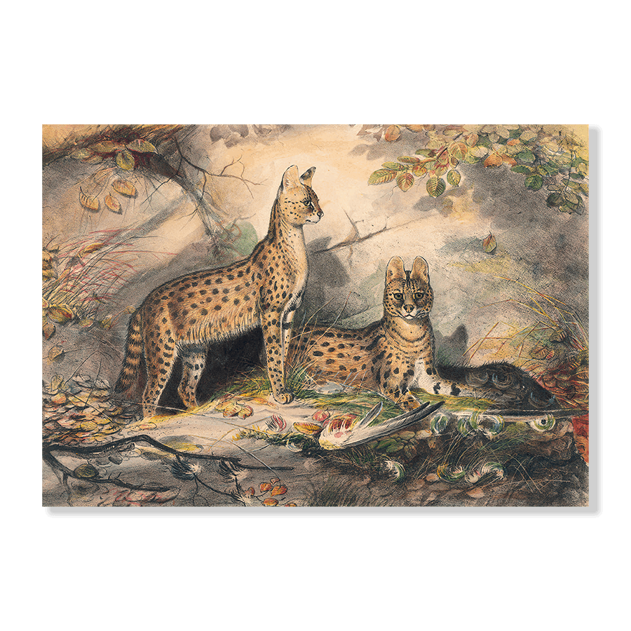 The Serval - Jasper & Jute