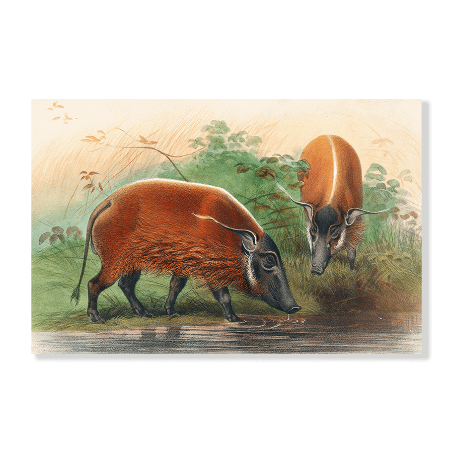 The South African River Hog - Jasper & Jute